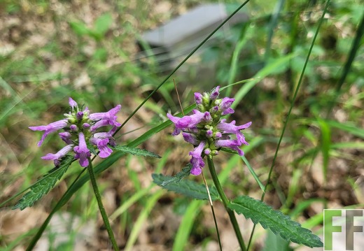 2025 06 28 Waldbilder Fuhrung (19)