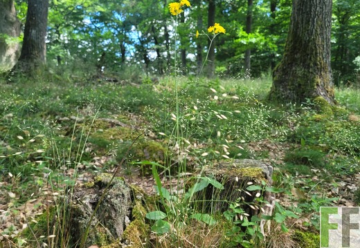 2025 06 28 Waldbilder Fuhrung (22)