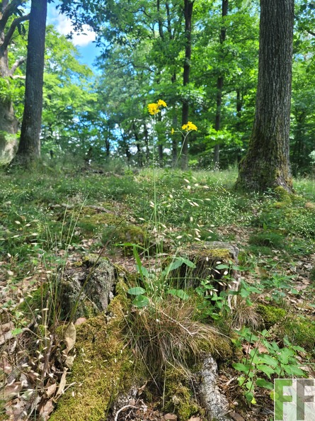 2025_06_28_Waldbilder_Fuhrung (22).jpg