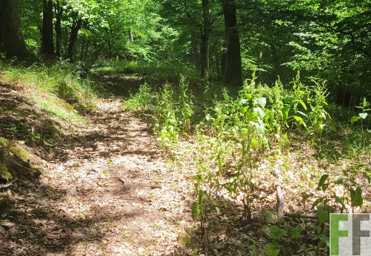 2025 06 28 Waldbilder Fuhrung (24)