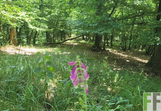 2025 06 28 Waldbilder Fuhrung (26)