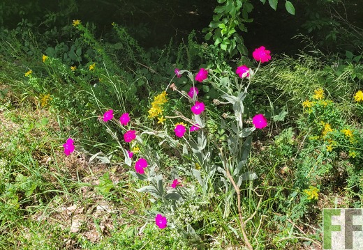 2025 06 28 Waldbilder Fuhrung (34)