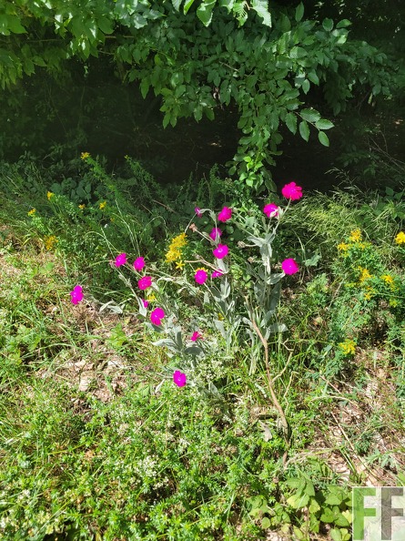 2025_06_28_Waldbilder_Fuhrung (34).jpg