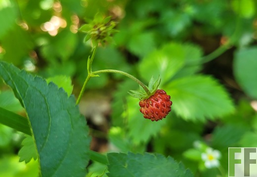 2025 06 28 Waldbilder Fuhrung (35)