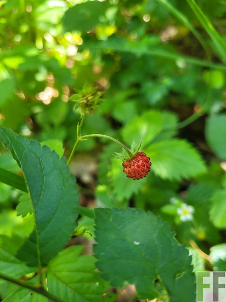 2025_06_28_Waldbilder_Fuhrung (35).jpg