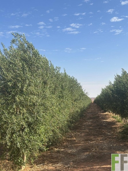 WhatsApp Image 2025-05-22 at 10.00.46 (4).jpeg