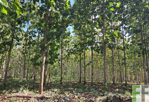 Waldpflegemaßnahmen 2025