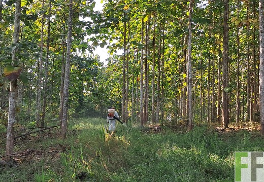 Waldpflegemaßnahmen 2025