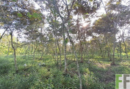 Waldpflegemaßnahmen 2025