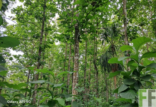 Bilder der Waldbegehung 2025