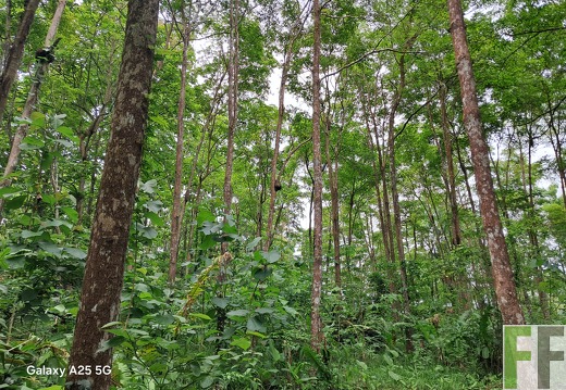 Bilder der Waldbegehung 2025