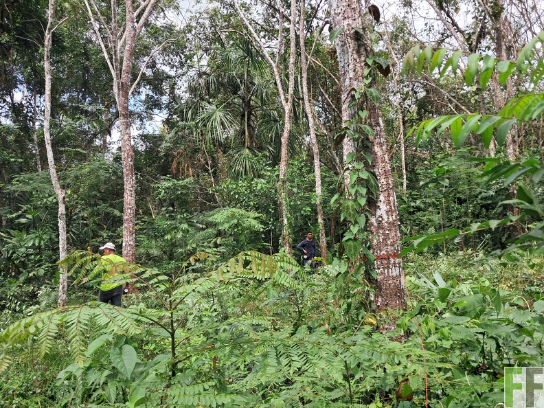 meteti 2 cedro espino.jpg