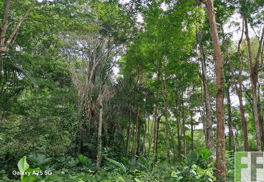 Waldbegehung 2025 Ojo de Agua I