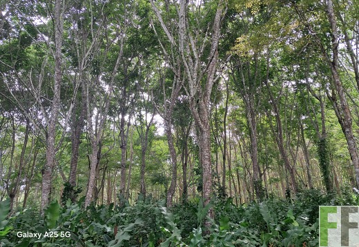 Waldbegehung 2025 Ojo de Agua I