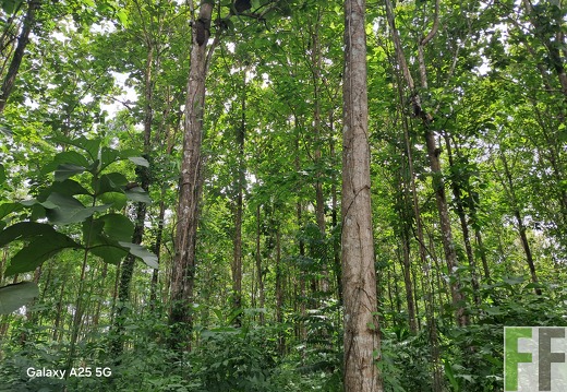 Waldbegehung 2025 Ojo de Agua I