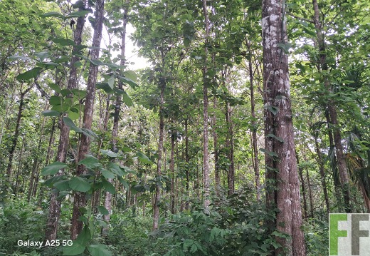 Waldbegehung 2025 Ojo de Agua I