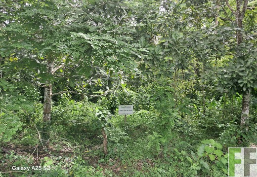 Waldbegehung 2025 Ojo de Agua I