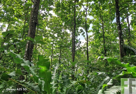 Waldbegehung 2025 Ojo de Agua II