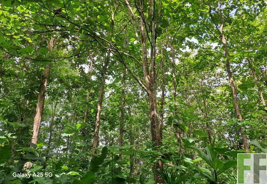 Waldbegehung 2025 Ojo de Agua II