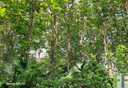 Waldbegehung 2025 Ojo de Agua II