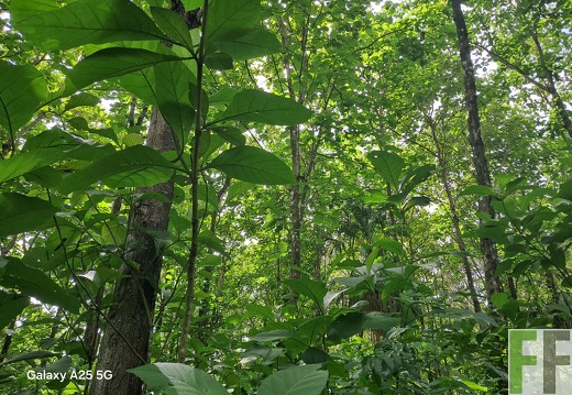 Waldbegehung 2025 Ojo de Agua II