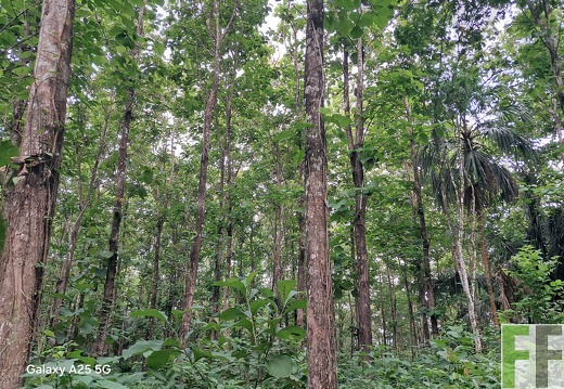 Waldbegehung 2025 Ojo de Agua II