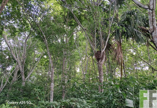 Waldbegehung 2025 Ojo de Agua III