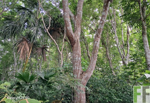 Waldbegehung 2025 Ojo de Agua III