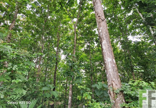 Waldbegehung 2025 Ojo de Agua III