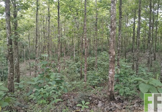 Waldbegehung 2025 Porto Chao II