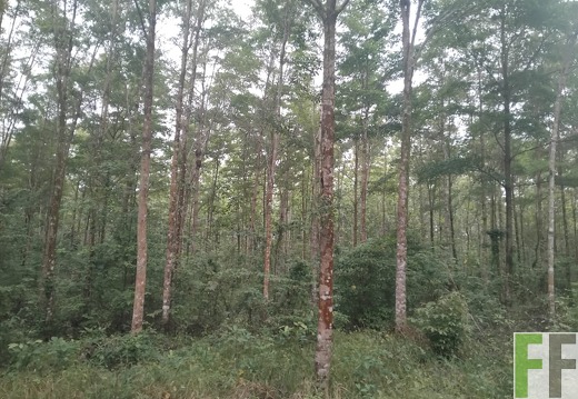 Waldbegehung 2025 Porto Chao III