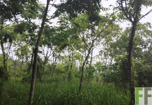 Waldbegehung 2025 Porto Chao III