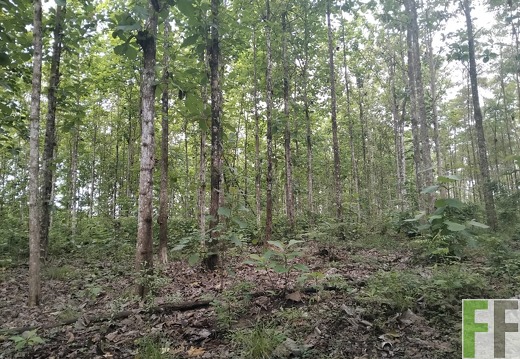 Waldbegehung 2025 Porto Chao III