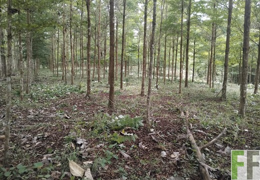 PORTUCHAO 1 AMARILLOO