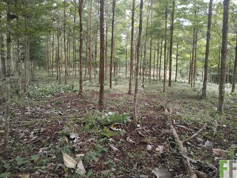 PORTUCHAO 1 AMARILLOO.jpg