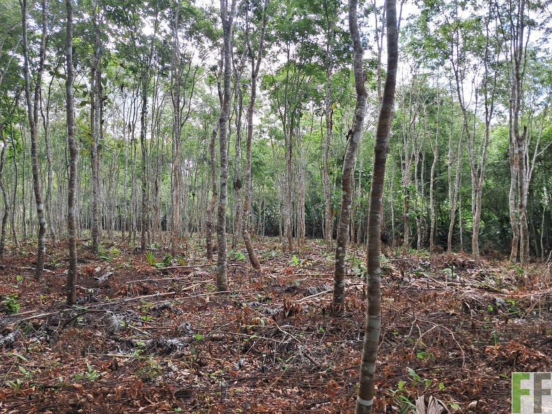 PORTUCHAO 1 ZORRO.jpg