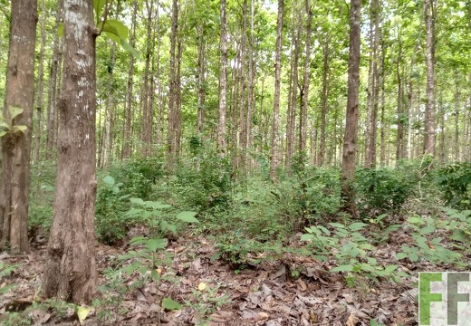 Waldbegehung 2025 Relojera III