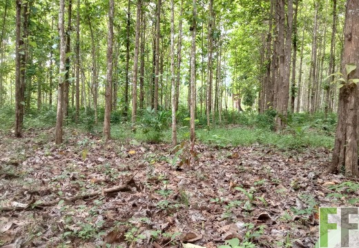 Waldbegehung 2025 Relojera III