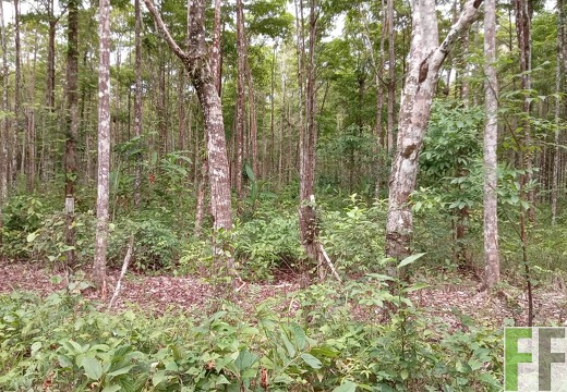 Waldbegehung 2025 Relojera II