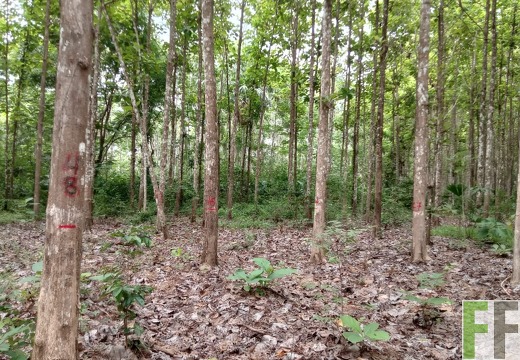 Waldbegehung 2025 Relojera II