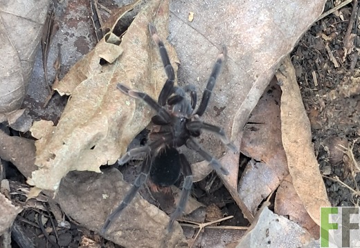 Waldbegehung 2025 Relojera III