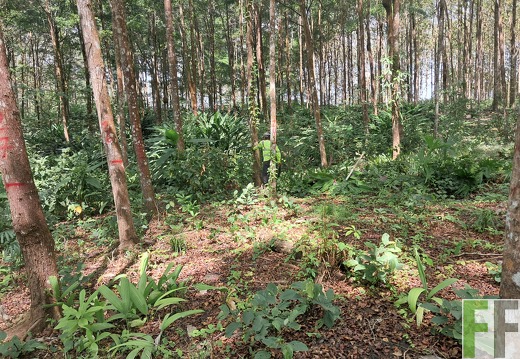 Waldbegehung 2025 Relojera III