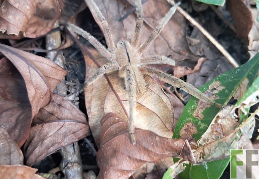 Waldbegehung 2025 Relojera III