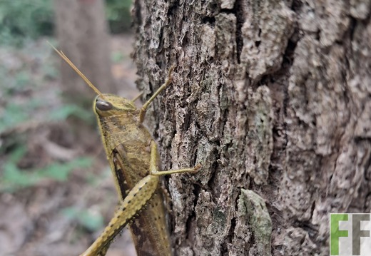 Waldbegehung 2025 Relojera III