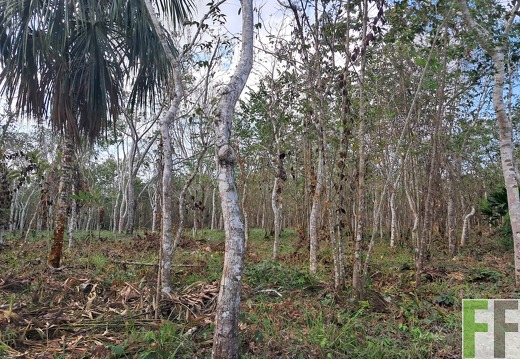 RELOJERA 4 CERDRO AMARGO