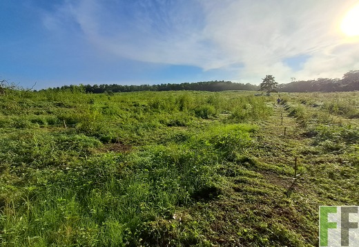 Pflegemaßnahmen 2025