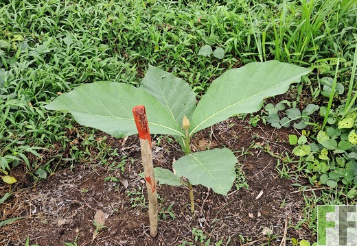 Pflegemaßnahmen 2025