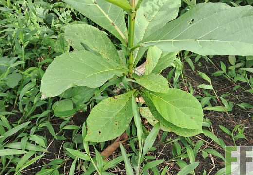 Pflegemaßnahmen 2025