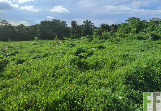 Pflegemaßnahmen 2025