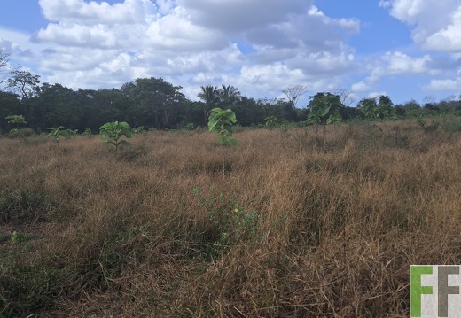 Pflegemaßnahmen 2025